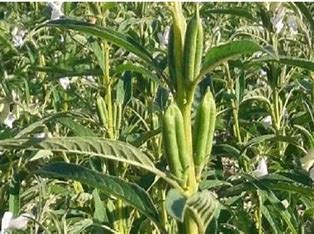 الأمراض النباتية التى تصيب محصول السمسم